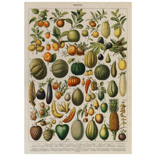 Load image into Gallery viewer, A Vintage Illustration Of Fruits And Vegetables
