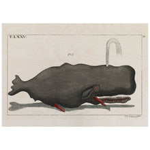 Load image into Gallery viewer, Funny Sperm Whale
