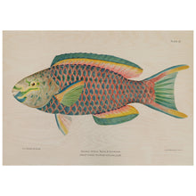 Load image into Gallery viewer, Vintage Parrot Fish Illustration
