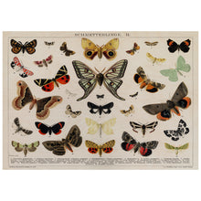 Load image into Gallery viewer, A Collage Of Beautifully Colourful Butterflies
