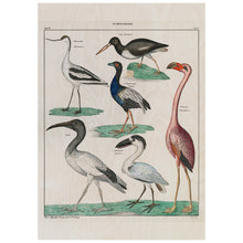 Load image into Gallery viewer, Vintage Colection Of Birds
