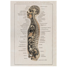 Load image into Gallery viewer, Human Anatomy Diagram
