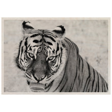 Load image into Gallery viewer, Wild Animal Sanctuary Tiger

