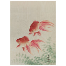 Load image into Gallery viewer, Two Veil Goldfish
