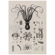 Load image into Gallery viewer, Black And White Illustration Of Octopuses
