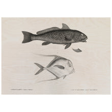 Load image into Gallery viewer, Vintage Fish Print
