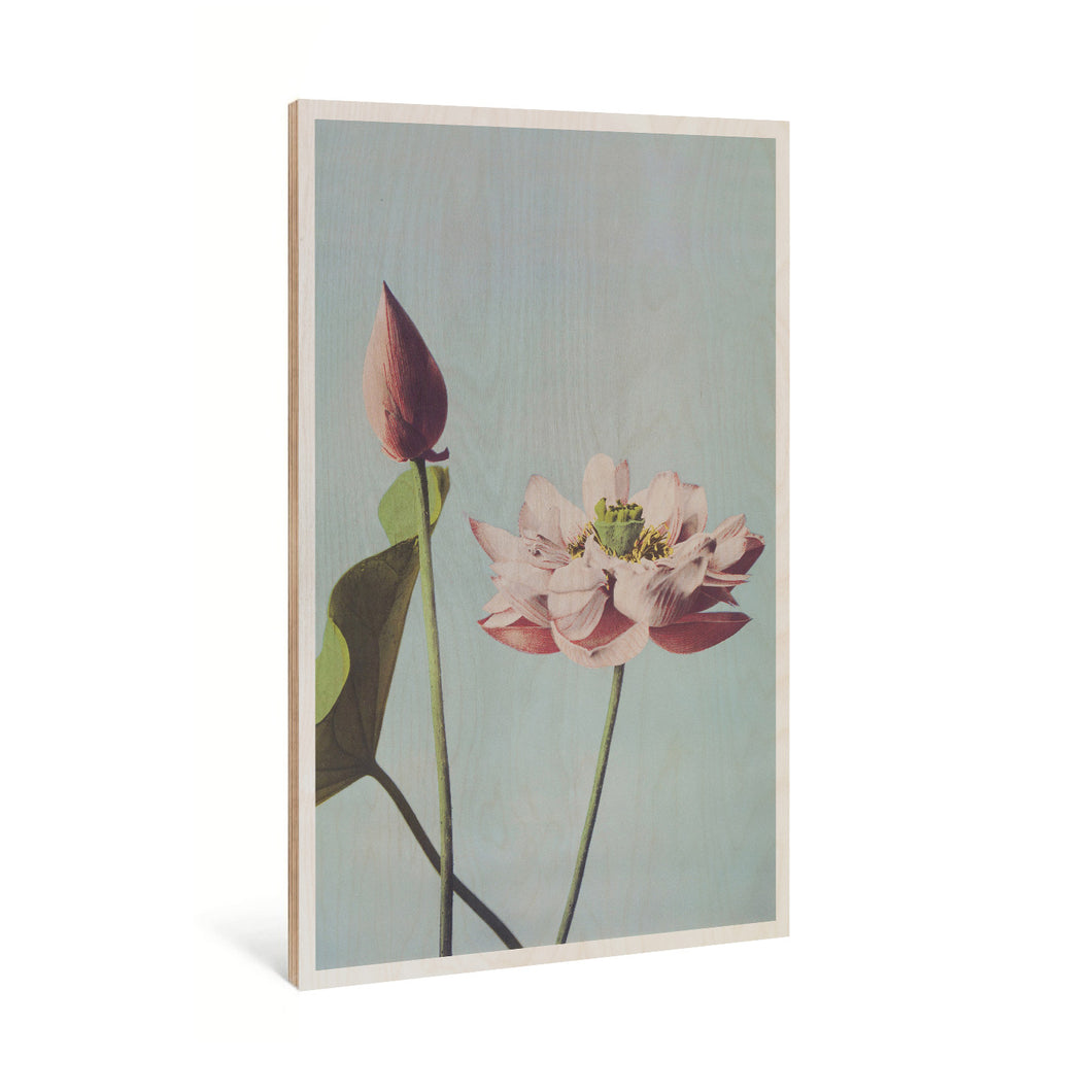 Photomechanical Prints Of Lotus Flowers