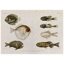 Load image into Gallery viewer, Deep Sea Fish Vintage Poster
