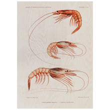 Load image into Gallery viewer, Shrimps Vintage Poster
