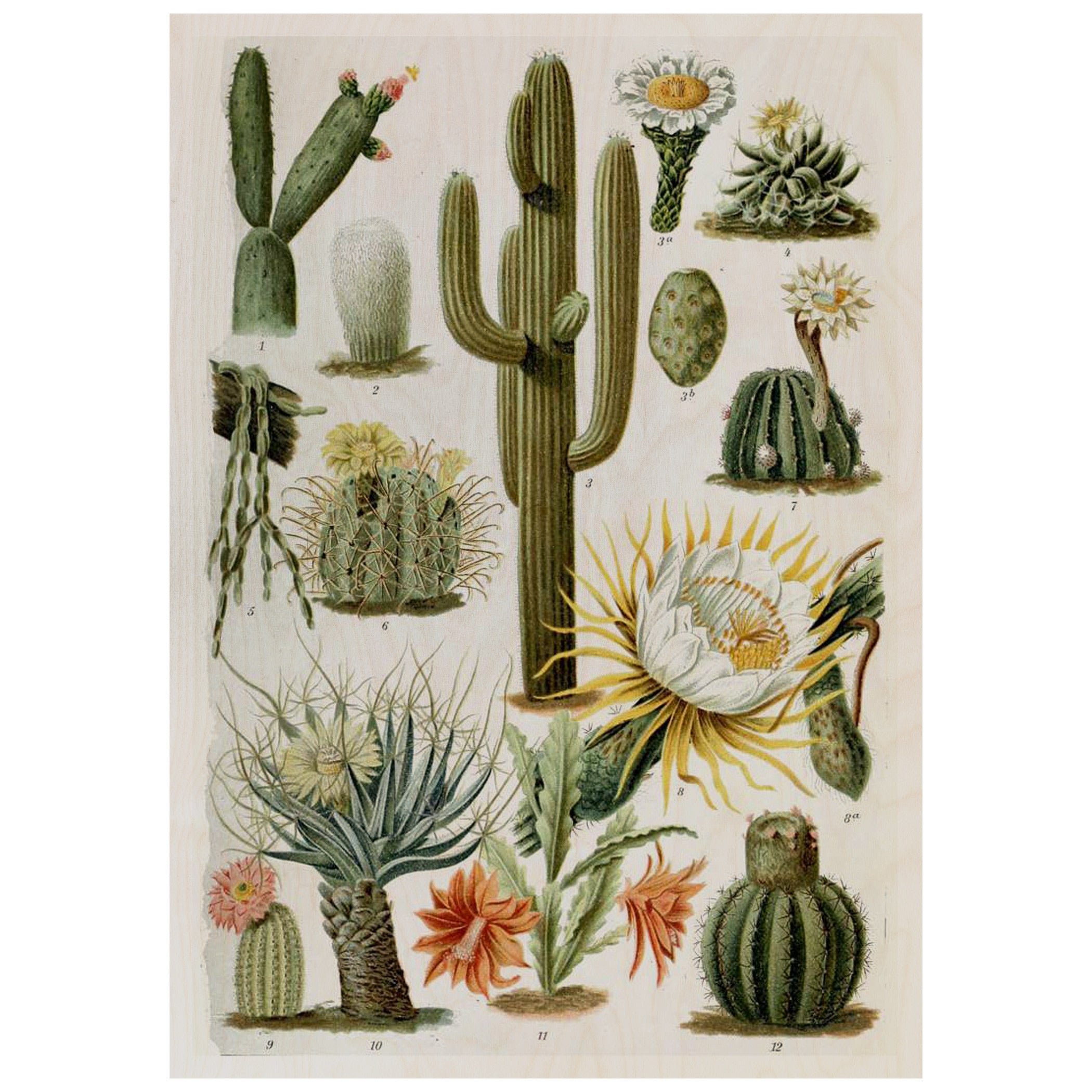 Vintage Cactus Illustrations Wooden Poster Print