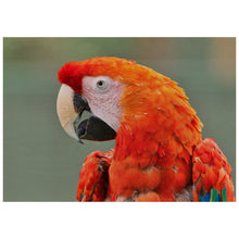 Load image into Gallery viewer, Parrot

