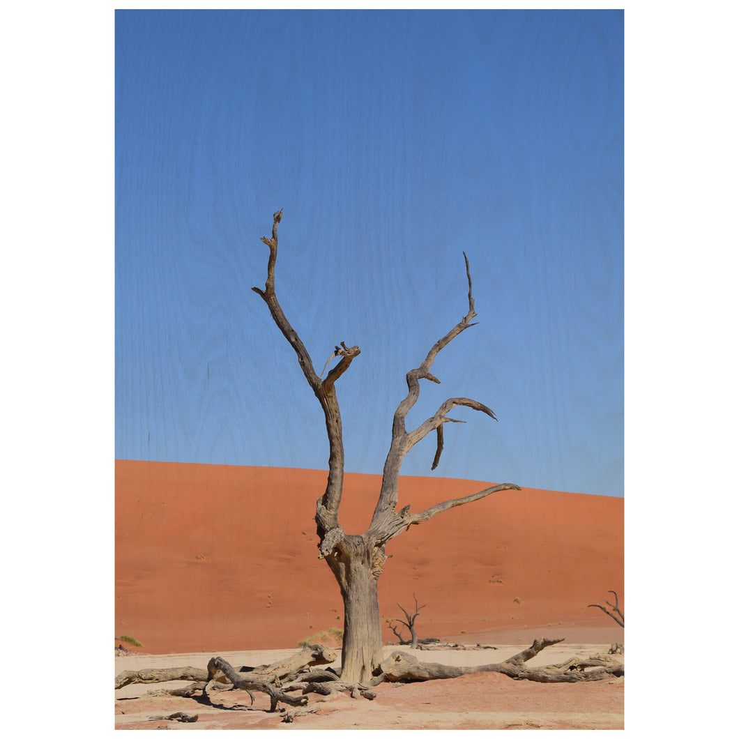 Dead Tree - Namib Desert