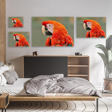 Load image into Gallery viewer, Parrot
