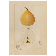 Load image into Gallery viewer, Asian Pear
